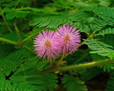 mimosa pudica intelligenza delle piante