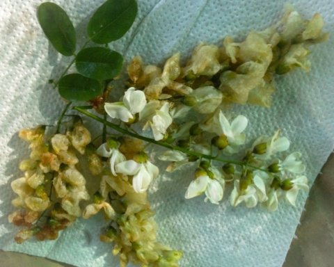 frittelle di fiori di acacia