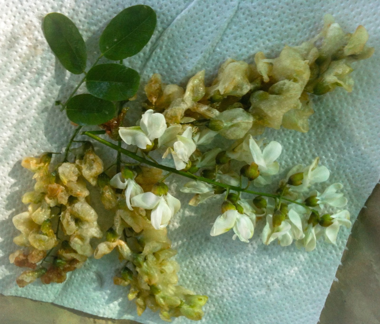 frittelle di fiori di acacia