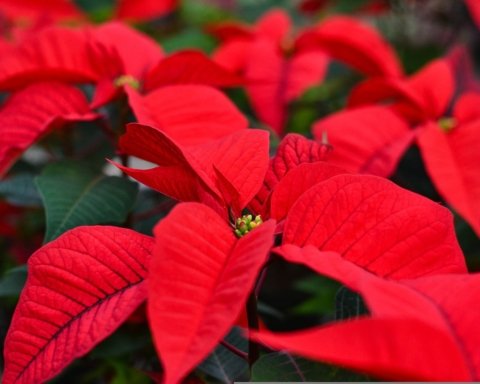 piante simbolo del natale