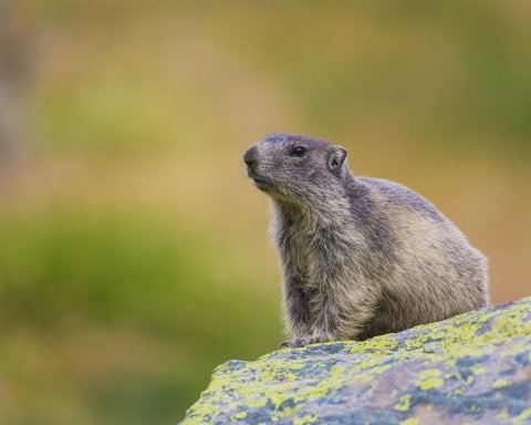 Giornata della marmotta