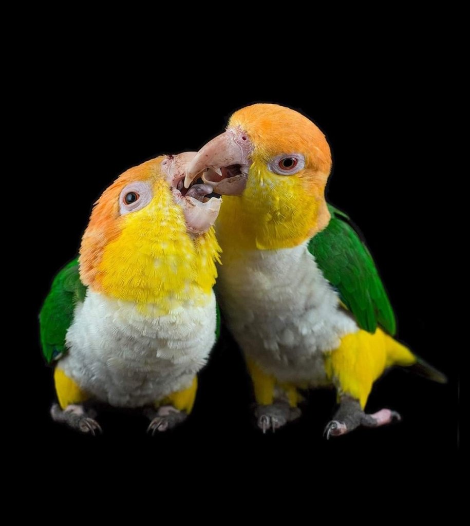 Leonardo DiCaprio contro il traffico illegale di animali