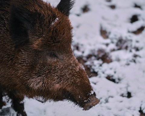 Peste suina africana