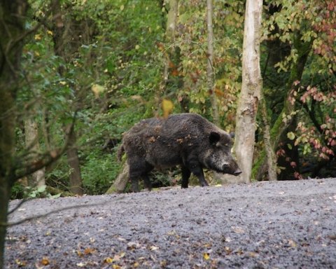 Peste suina africana divieti zona infetta