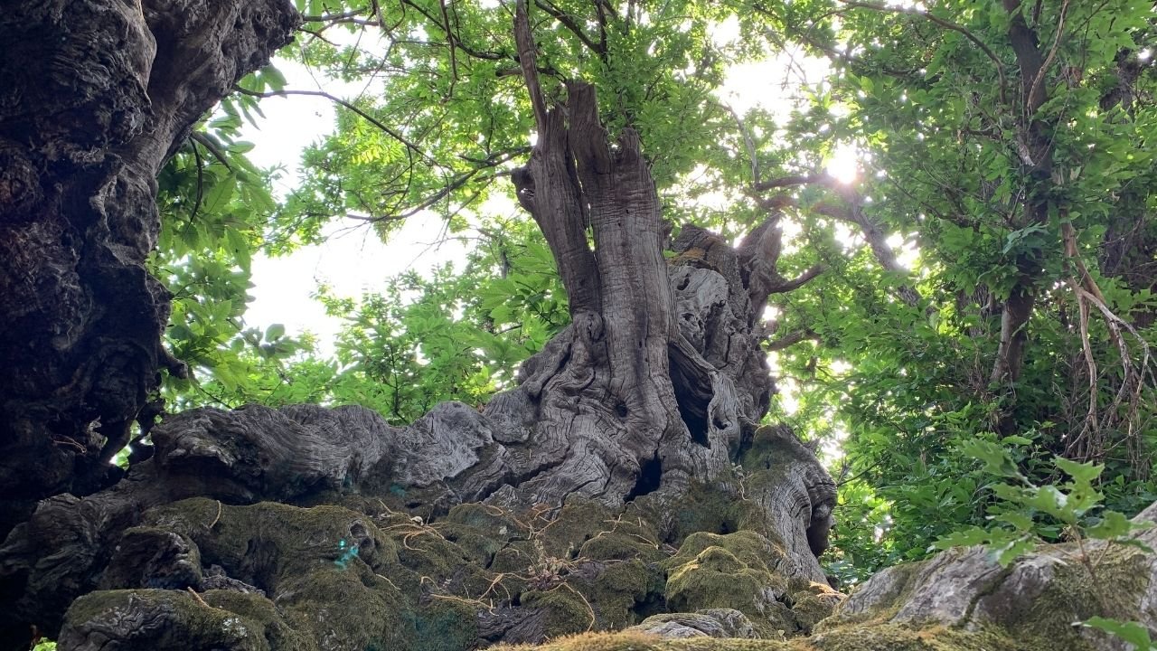 Un albero italiano è candidato come European Tree of the Year