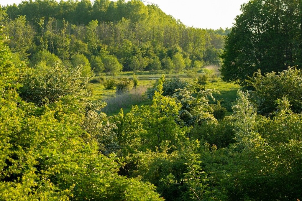 Giornata Internazionale delle Foreste