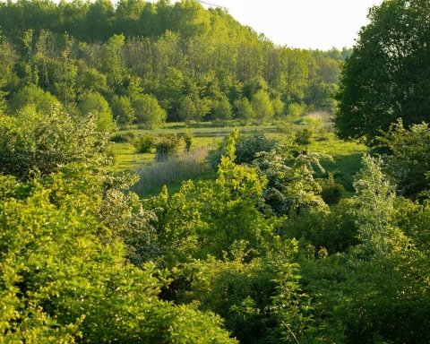 Giornata Internazionale delle Foreste