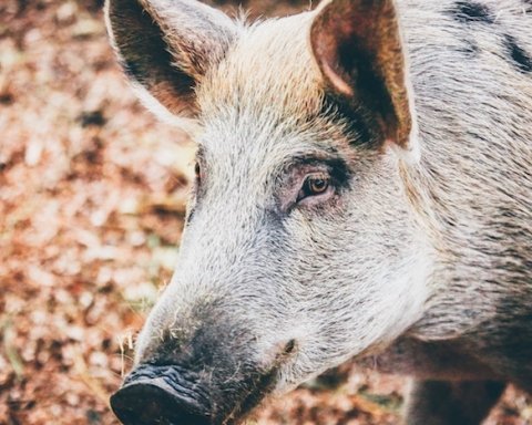 depopolamento dei cinghiali Peste suina africana
