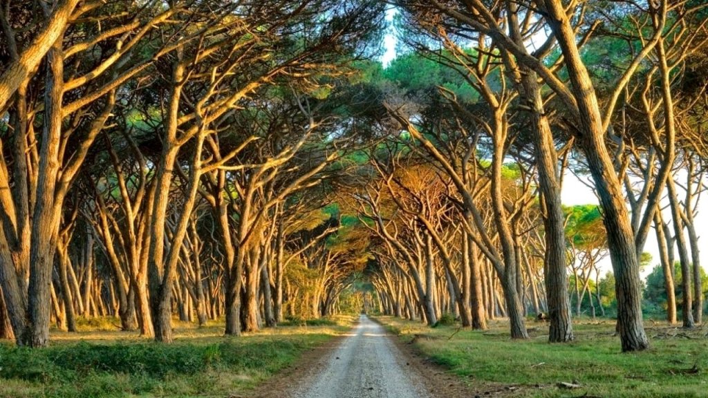 Il Parco San Rossore ospiterà una base militare