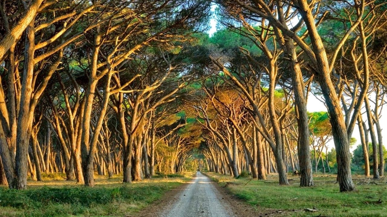 Il Parco San Rossore ospiterà una base militare