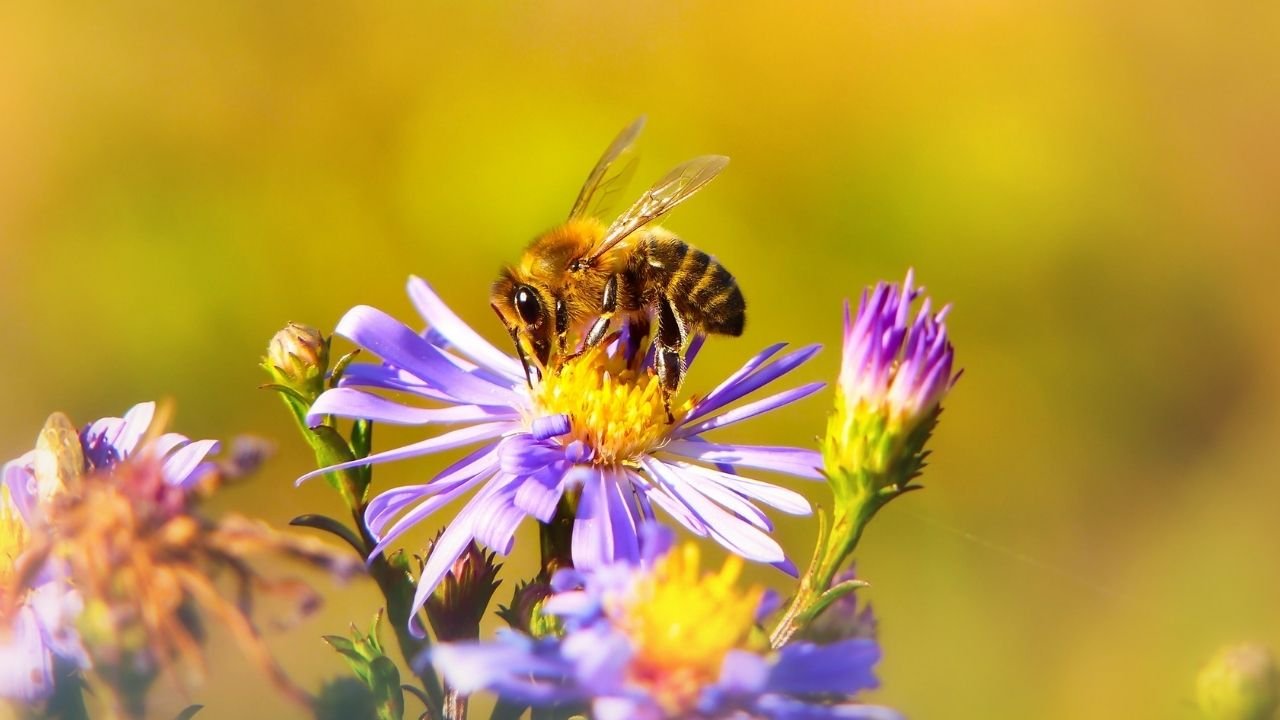 La decisione della Commissione Europea per tutelare le api dal pesticida