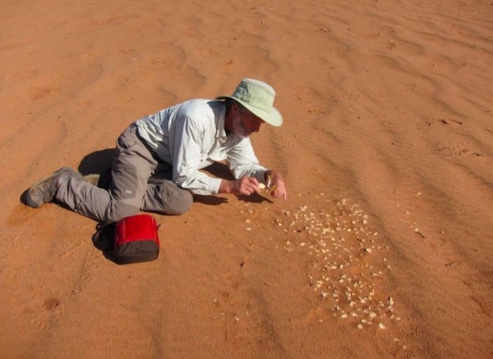 resti di uova di Genyornis newtoni