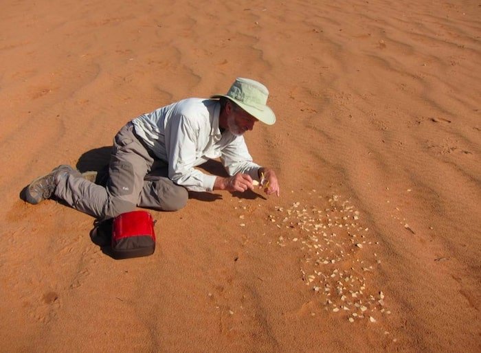 resti di uova di Genyornis newtoni