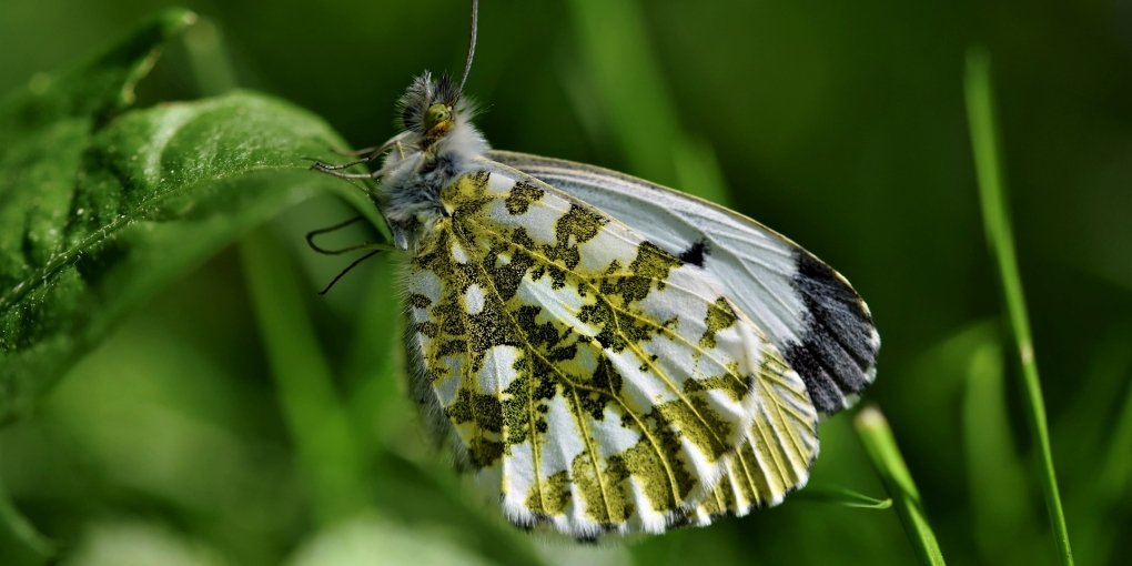 Giornata Mondiale della Biodiversità 2022