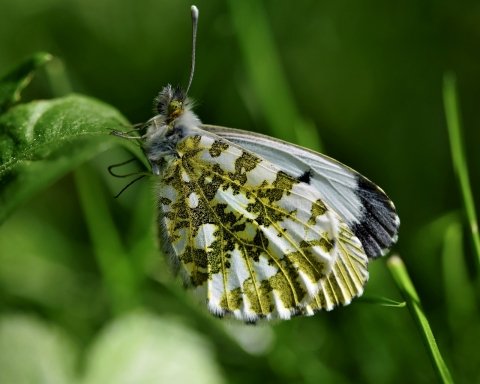 Giornata Mondiale della Biodiversità 2022