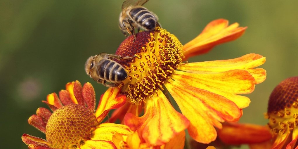 Giornata Mondiale delle Api