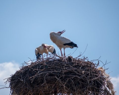Pinerolo nido delle cicogne