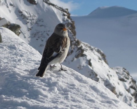 Uccelli alpini riscaldamento globale