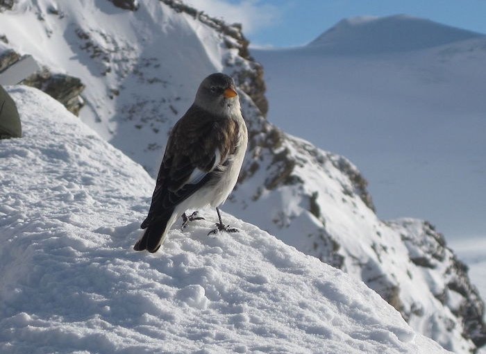 Uccelli alpini riscaldamento globale