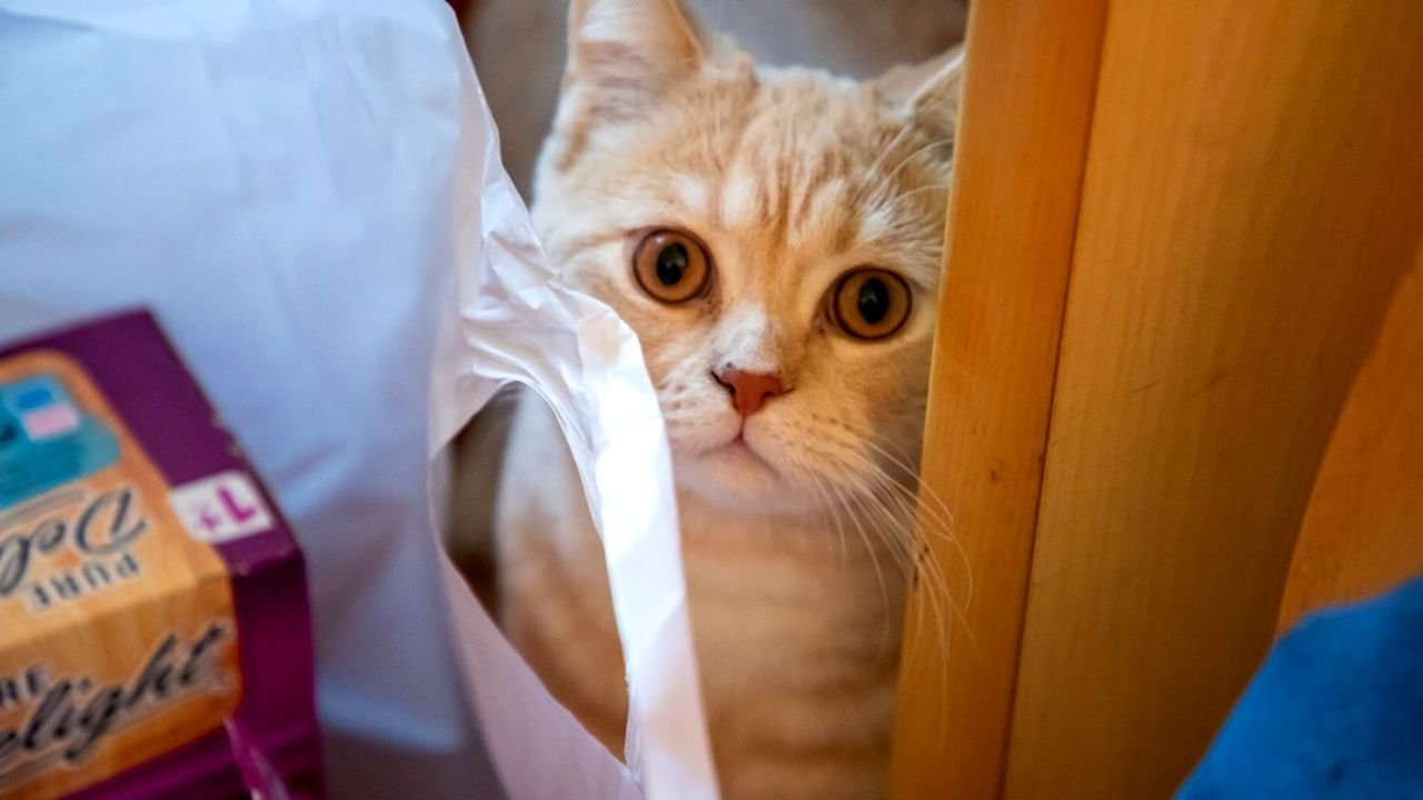 Gli animali domestici dei rifugiati dall'ucraina