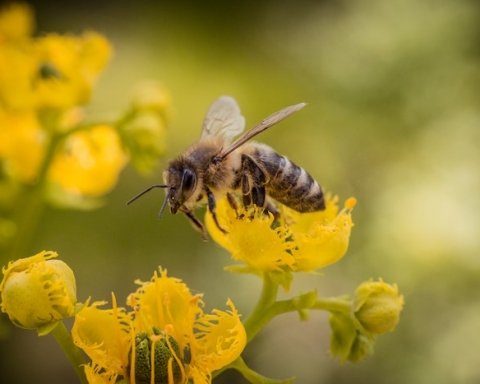 Biodiversità Italia