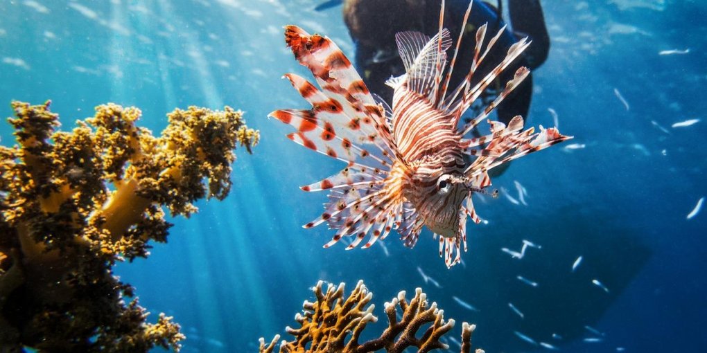 immersioni sostenibili