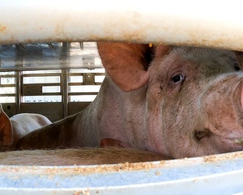 Essere animali dimostra che il trasporto di animali avviene a oltre 40 °C