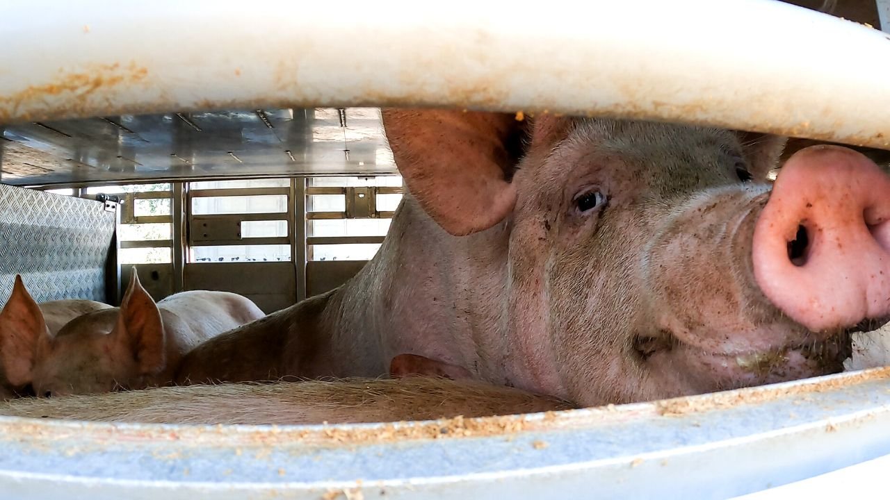 Essere animali dimostra che il trasporto di animali avviene a oltre 40 °C