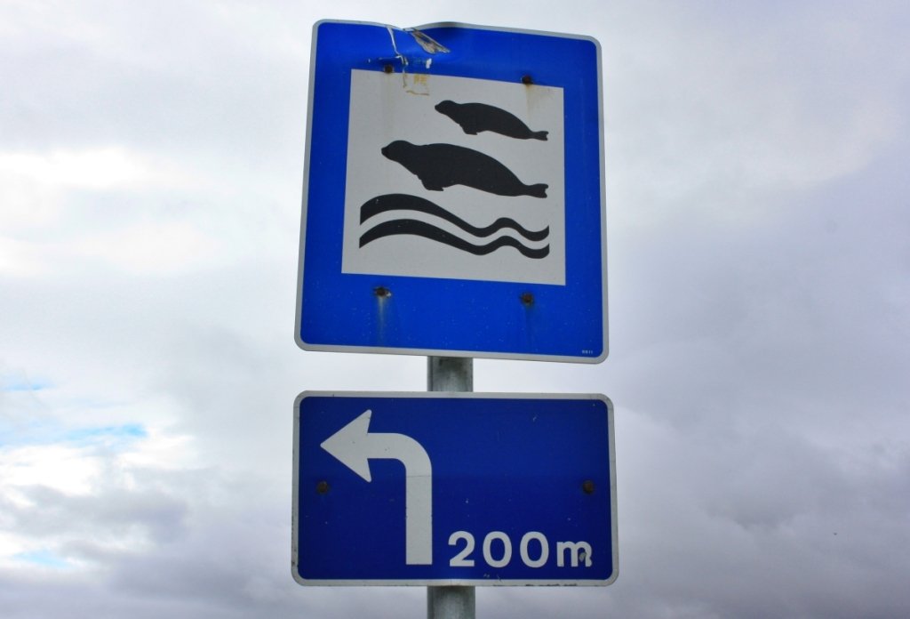 dove vedere le foche in Islanda