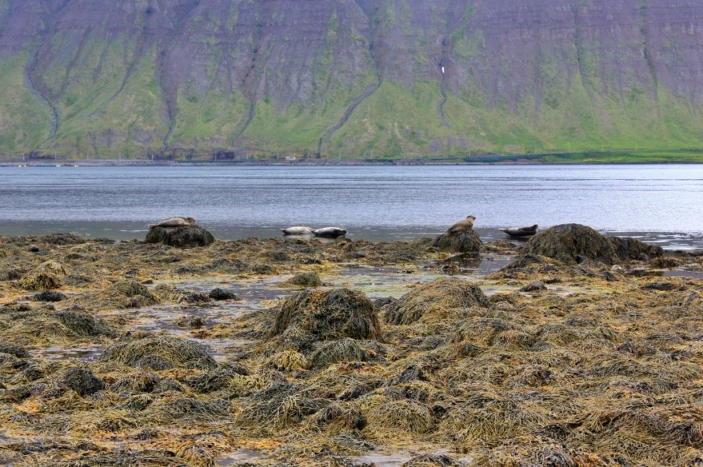 Foche a Isafjordur, Fiordi Occidentali, Islanda