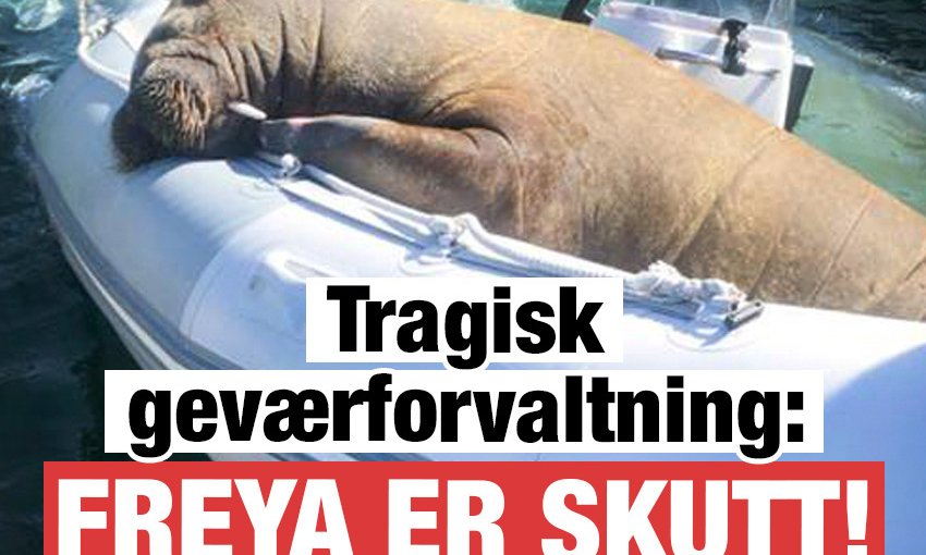 tricheco freya oslo norvegia