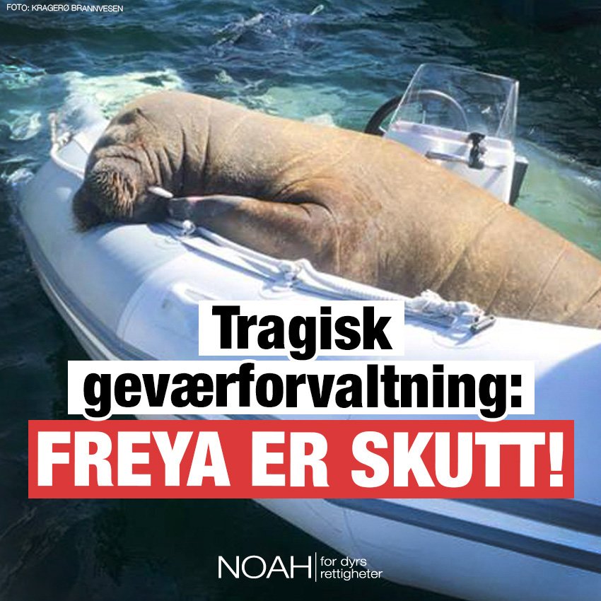 tricheco freya oslo norvegia