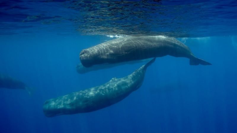 una balena in una conchiglia