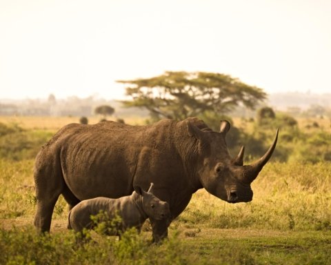 Giornata Mondiale del Rinoceronte