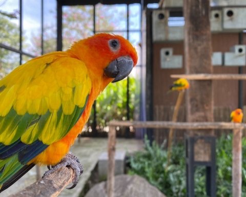 commercio detenzione animali selvatici