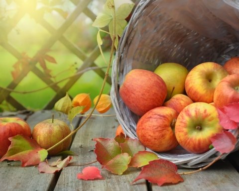 Giornata Mondiale dell’Alimentazione
