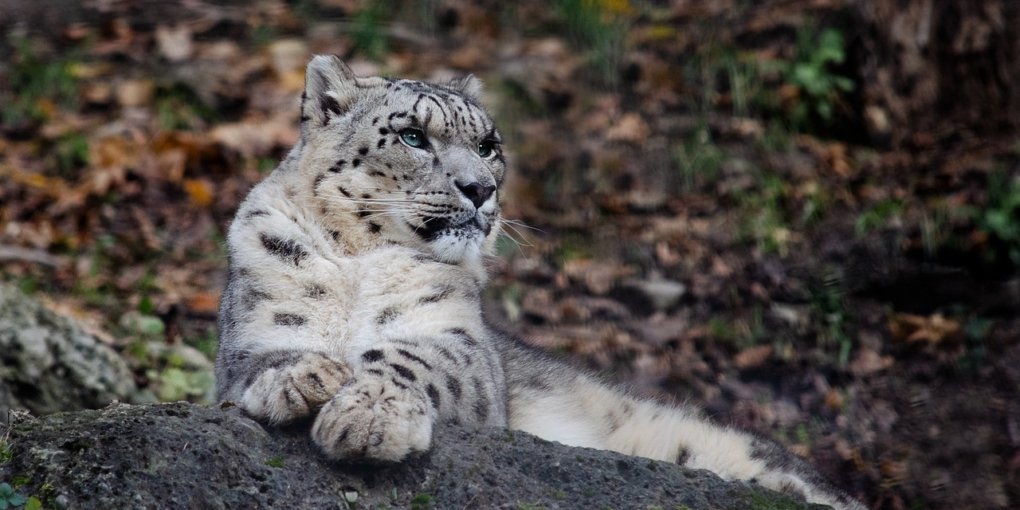 Giornata mondiale del leopardo delle nevi