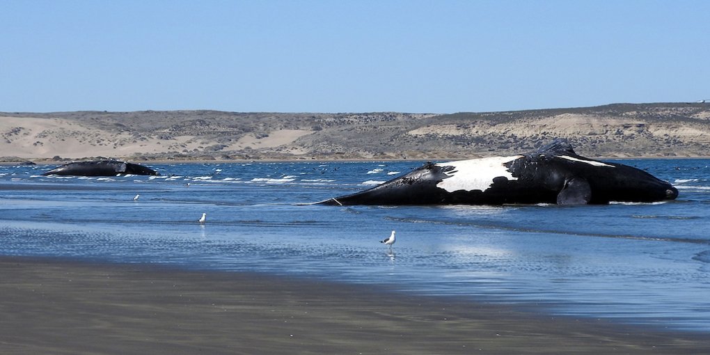 Balene morte in Argentina
