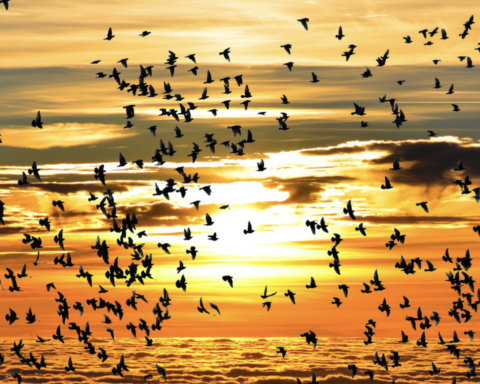 giornata mondiale degli uccelli migratori 2022