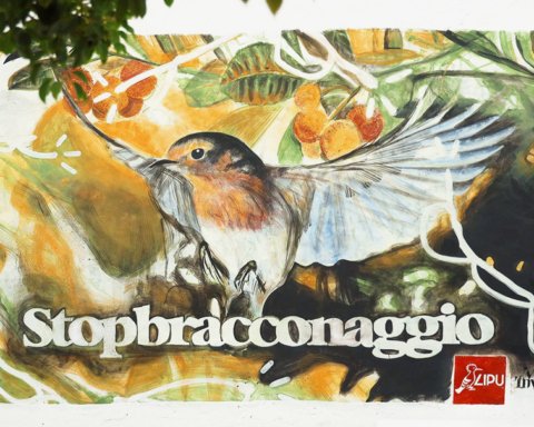 murale Manu Invisible Sardegna contro bracconaggio