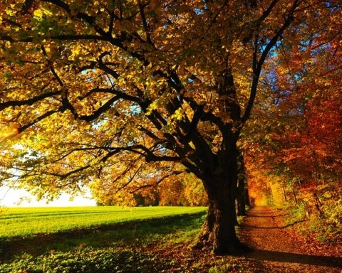 Giornata Nazionale degli Alberi