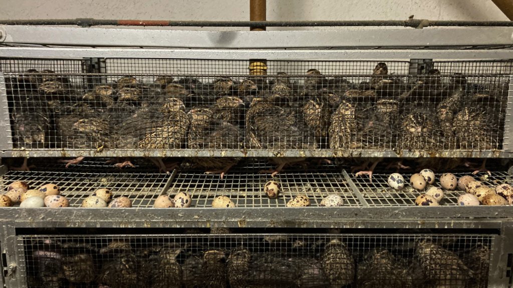 allevamenti intensivi quaglie