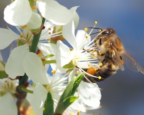 api insetti impollinatori
