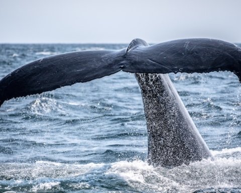 balene microplastiche