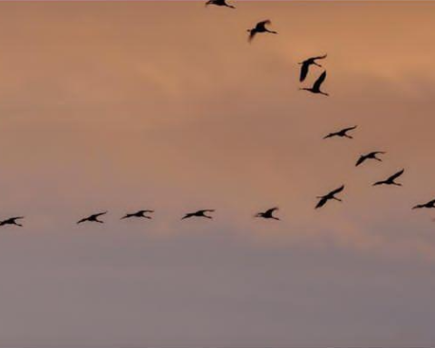 dove ti porta il vento migrazione della gru