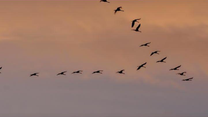 dove ti porta il vento migrazione della gru