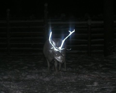 renne con corna luminose