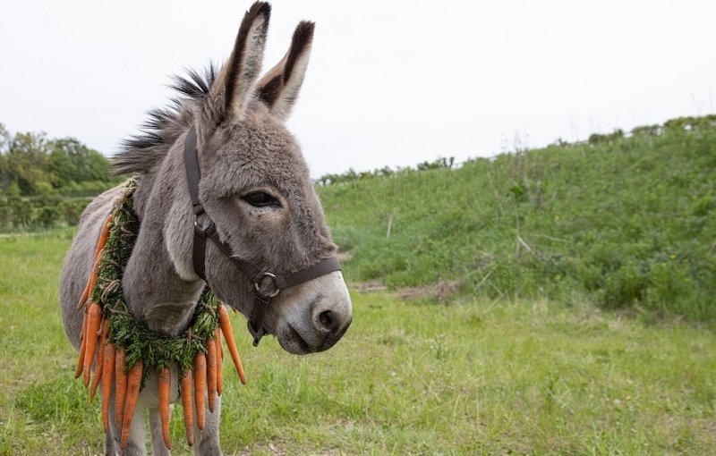 Eo film di di Jerzy Skolimowski