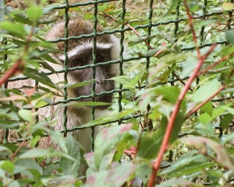 Giornata Mondiale dei Diritti degli Animali