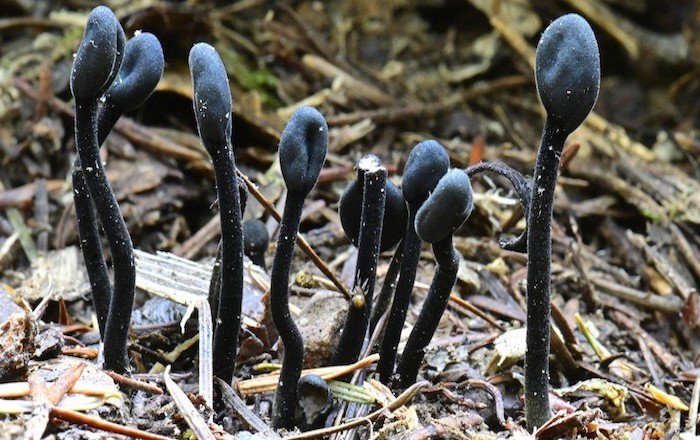 scienziati funghi misteriosi